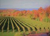 #Blackberry Wine Producers Michigan Vineyards