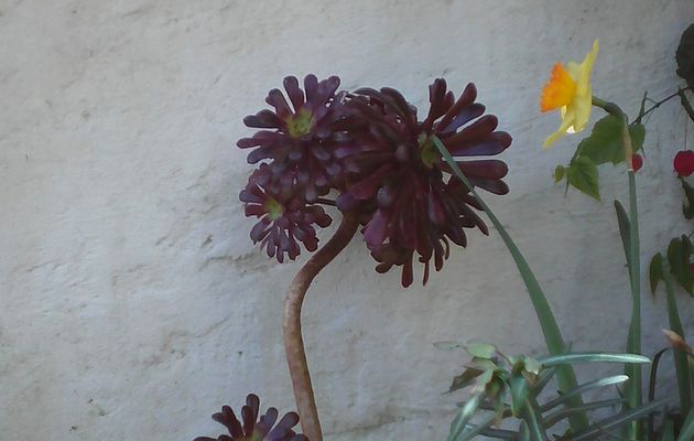 Aeonium arboreum 'Zwartkop' 
