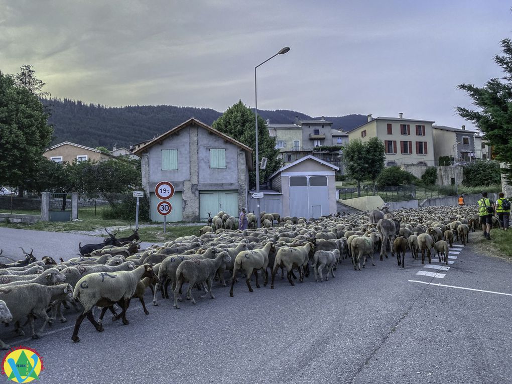 La Mure-Argens  :Passage du troupeau de Patricia Lopez