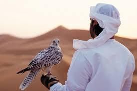 Koweït : le faucon pèlerin , signe extérieur de richesse ?