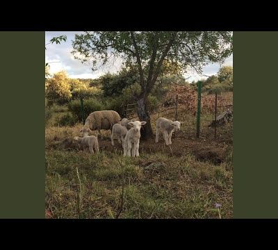 Love Letter · Josephine Foster