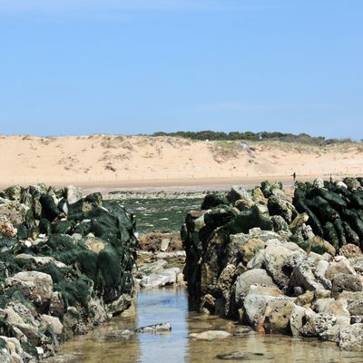 Observatoire de l'Estran Tranchais