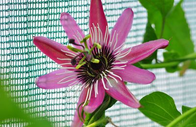 Passiflora victoria