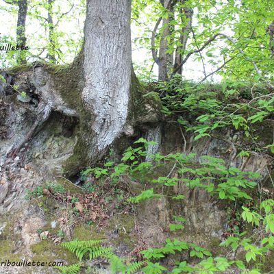 52 Semaines en photo en 2020_Les Bottes Rouges_Thème#35_Racines