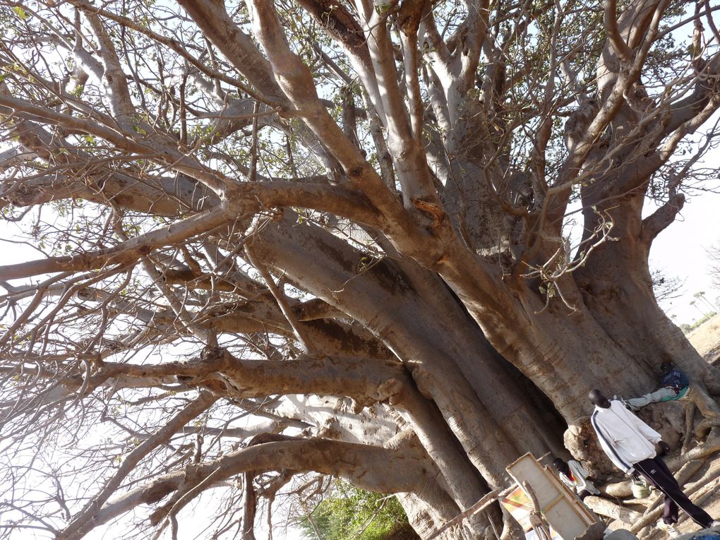 Album - le-baobab-des-griots