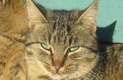 Coryza Du Chat Les Inhalations Sont Indispensables Les Amis Des Chats De Port Vendres Apcv