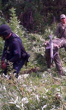 En Operativo con Ejército Mexicano, Policía Nayarit Destruye 4 Plantíos de Marihuana en Ahuacatlán