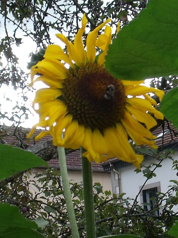 fleurs des villes et fleurs des champs