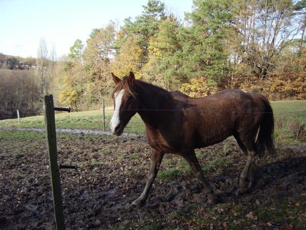 Un cheval au pré, les copains chevaux et poulains, l'alimentation, les balades, la gadoue... la belle vie quoi!