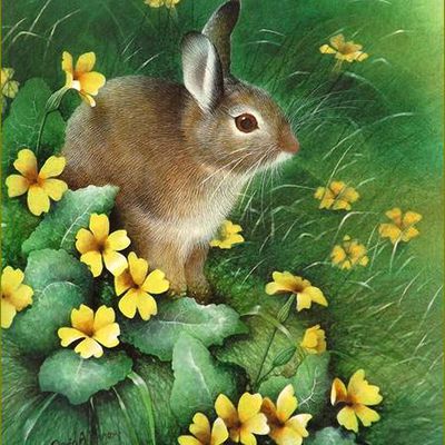 lapins, lièvres en peinture et illustrations -   David Finney
