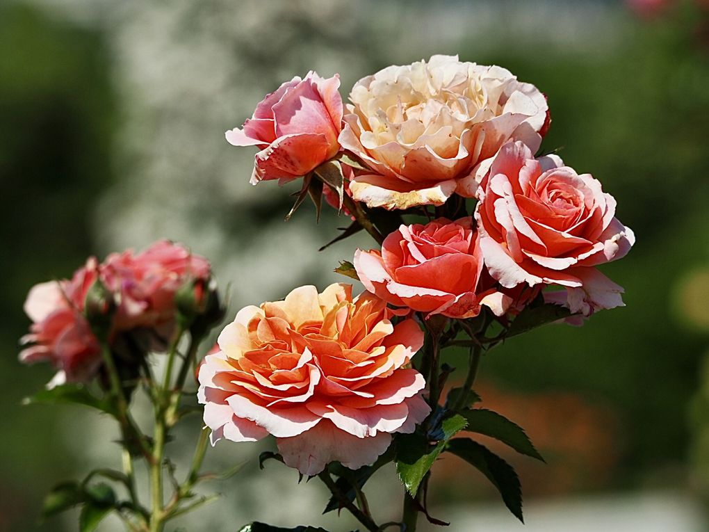 La rose témoigne de la tendresse, de l’amitié et de l’amour mais aussi de la beauté de la femme. 
