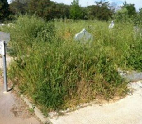 Montpellier : 300 tombes de Harkis sous les herbes folles 