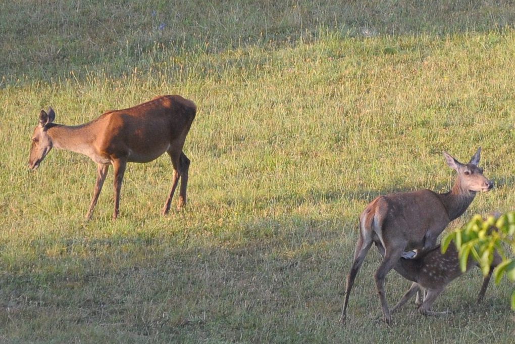 femmina, Riserva Naturale Acquerino-Cantagallo