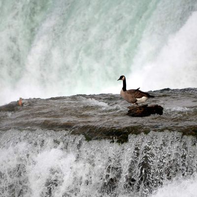 Niagara falls...l'oie