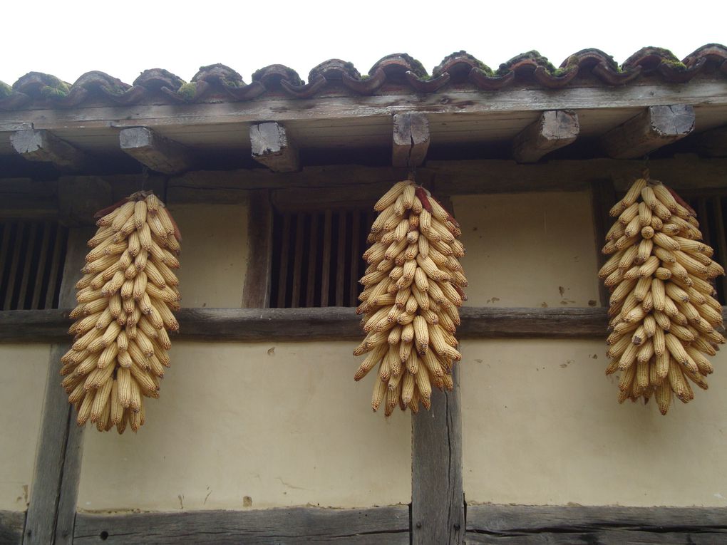 La petite Venise de la Dombe.
Le musée de la Bresse.