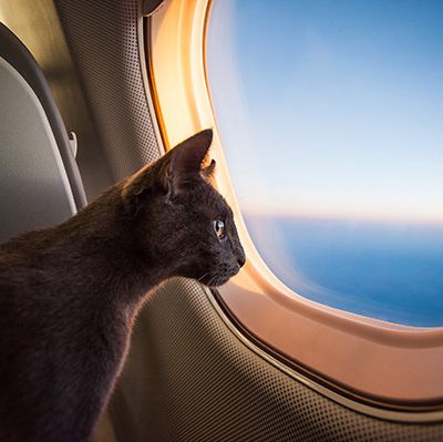 Les animaux de compagnie voyagent en jet privé !