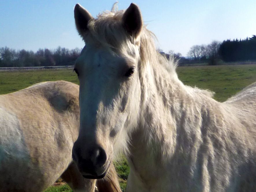 Jument onc palomino par Quad'or et Kahomanie, née le 10 mars 07