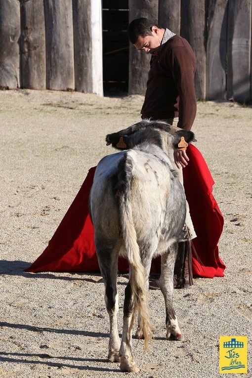 Samedi 26 novembre 2011 Ganaderia François André au Mas de l'Isle à Maussane. Tienta de 4 vaches présentées par Frédéric Lautier pour Roman Perez, Marco Léal et les élèves du Centre de Tauromachie de Nîmes Santiago Sanchez Mejia, Tristan B