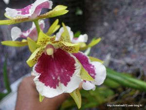 jolie orchidée