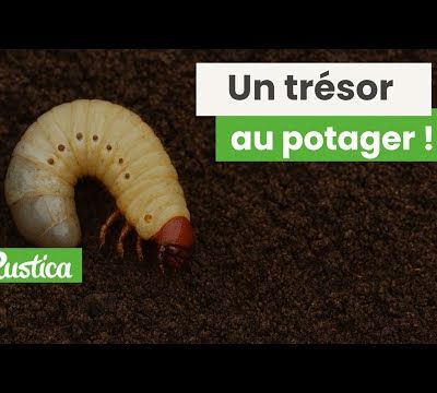 Connaissez-vous la Cétoine dorée ?