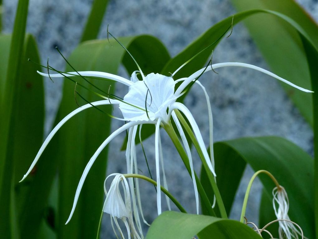 Fleurs du jour (19-22)