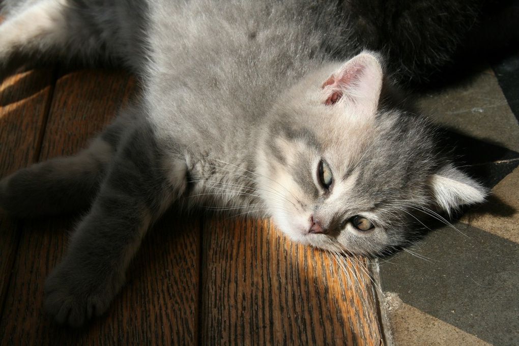 Portée de deux chatons.
(Chaussette + Dwayne)