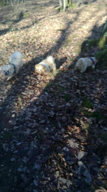 17ème Rando Canine le 14/01/2018 à Rilly sur Loire