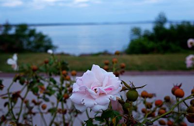 Le havre fleuriste