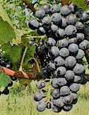#Lemberger Producers New York Vineyards