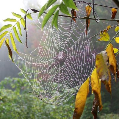 LES DENTELLIERES DU JARDIN