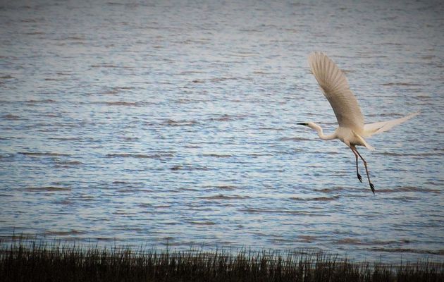 grande aigrette (étang de Careil)