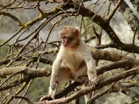 La forêt des singes à Rocamadour