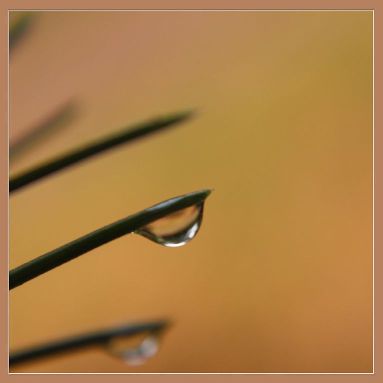 Album - Macro