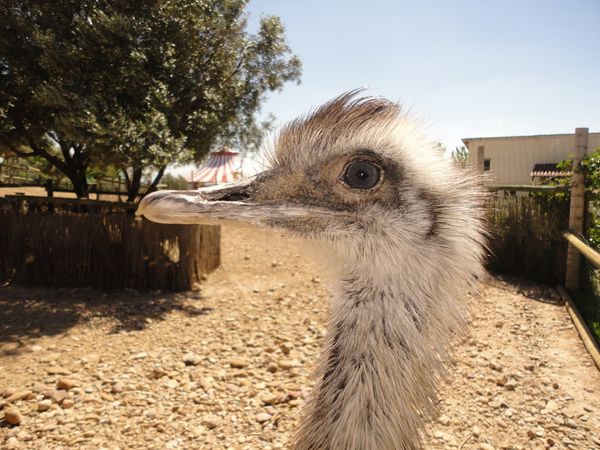 Kangourous, maras, autruches...Quelques un des pentionaires de "la Feria".