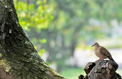 Les oiseaux des peuples autochtones de Guyane : La colombe pygmée