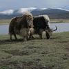 Yack & Yama en Mongolie