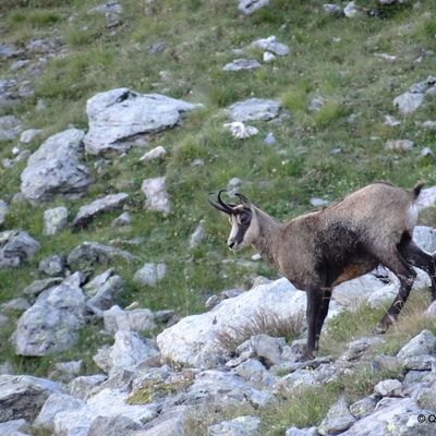 Chamois de Septembre