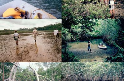 La mangrove en images : 4. La Mondah (Gabon) suite