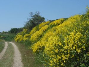 A 12 : BALADE du 17-06-2017 : AUTOUR DU SALAGOU