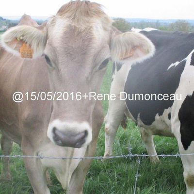 Testez ce qui se passerait dans votre corps si vous ne mangiez plus de viande