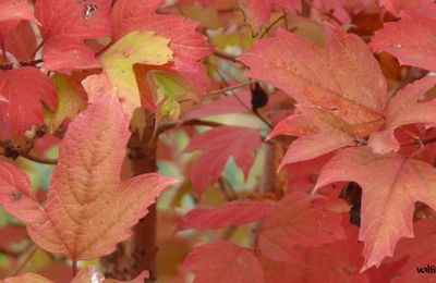 Couleurs d'automne.