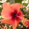 Hibiscus,fleur des iles