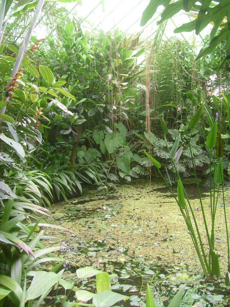 LOS ECOSISTEMAS COLOMBIANOS QUE SE PRESENTAN EN EL JARDÍN BOTÁNICO 