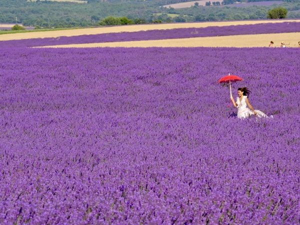 Un décors naturel qui adoucit cette douce note de musique qu'est la Femme...faite pour la beauté et l'esthétique, les femmes sont tout simplement adoubées par la Lavande, ou peut être l'inverse.....allez savoir.....il suffit de tourner autour de soi pour apercevoir de jeunes demoiselles en symbiose totale avec cet environnement délicieux....une union photogénique pleine de romantisme...un hymne à la beauté.....sans oublier le ballet des abeilles, toutes concentrées sur leur objectif de pollinisation, des milliers à tournoyer autour de vous en feignant de ne pas vous voir, et qui ajoutent à la féérie de l'endroit.... 