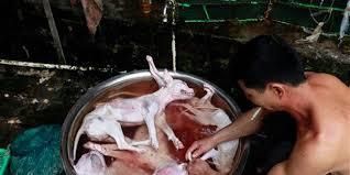  URGENT Stop the Yulin Dog Meat Festival 