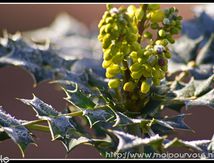 Le mahonia givré ...