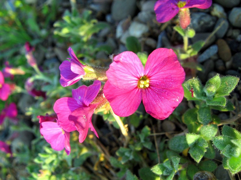 Photos diverses de fleurs et plantes de mon jardin, pour la plupart... en toutes saisons.