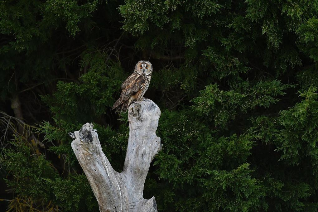 Hibou moyen-duc (Asio otus).