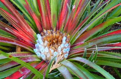 LES PLANTES RARES DU JARDIN