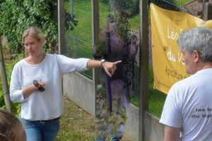 Sensibilisation aux abeilles sauvages et visite de rucher